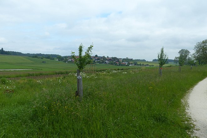 Wegesrand mit Baumanpflanzungen