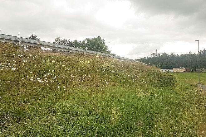 Blühende Böschung an Straße