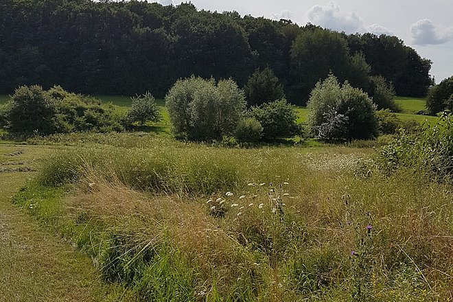 Blühende Wiese