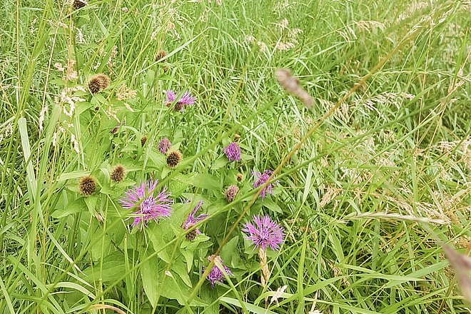 Lila blühende Blume in Wiese