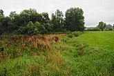 Fläche mit Anpfer, Goldrute und Weiden.
