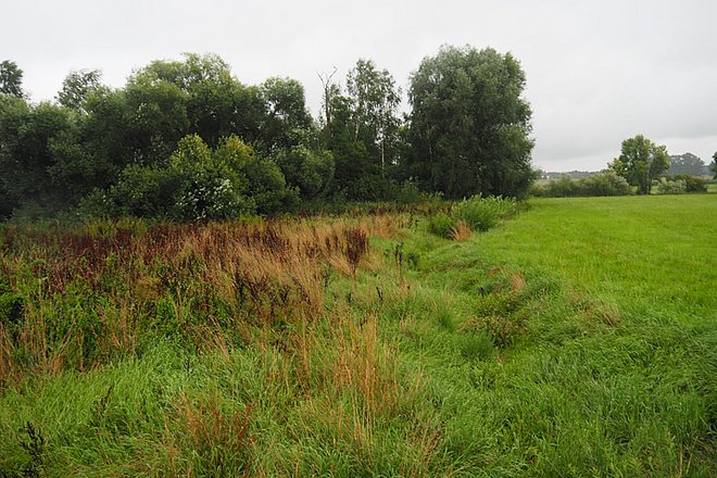 Fläche mit Anpfer, Goldrute und Weiden.