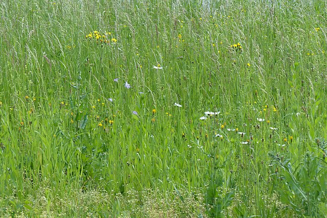 Blühende Wiese