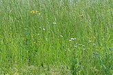 Blühende Wiese