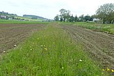 Blühender Streifen im Acker