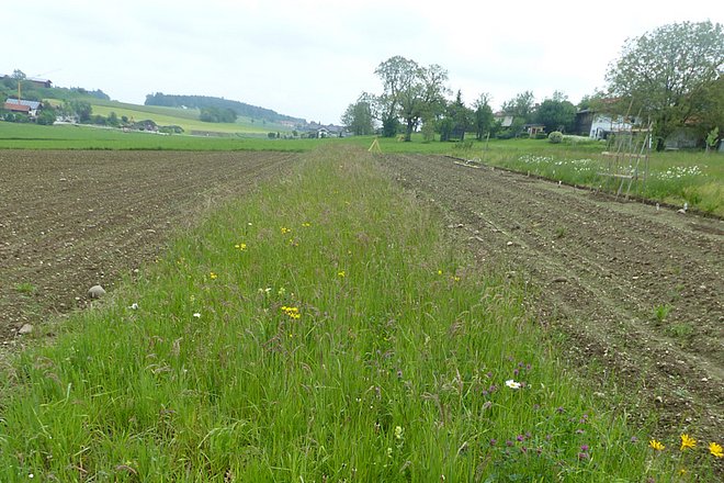 Blühender Streifen im Acker