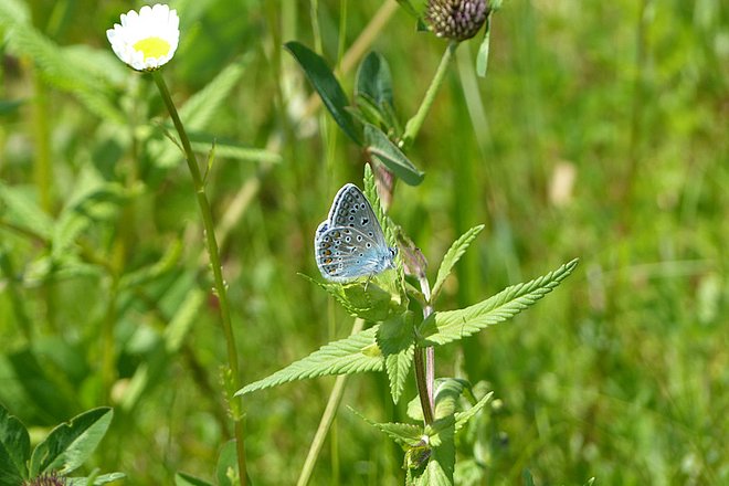 Blauer Schmetterling auf Blüte