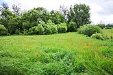 Blühende Wiese.