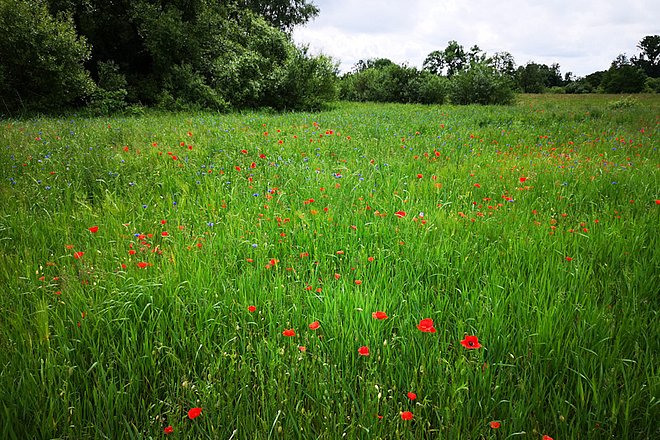 Blühende Wiese