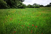 Blühende Wiese