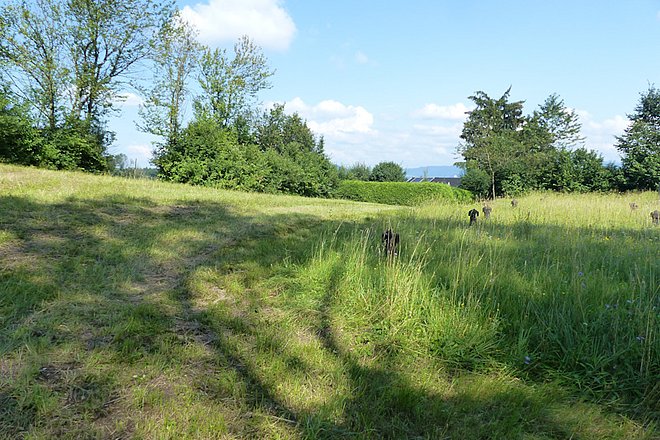 Wiese zur Hälfte gemäht