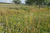Blühende Wiese