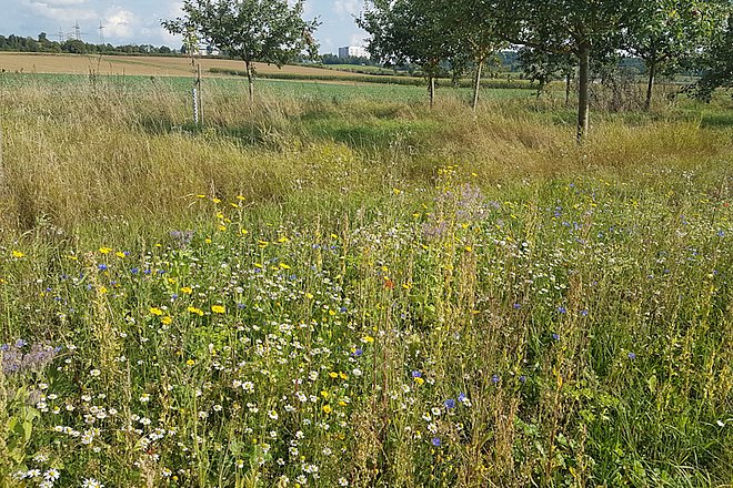 Blühende Wiese