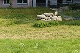 Schafe auf Wiese vor Haus
