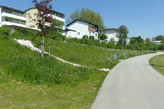 Fußweg mit seitlichem blühendem Bewuchs