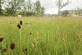 Blühende Wiese mit Obstbäumen