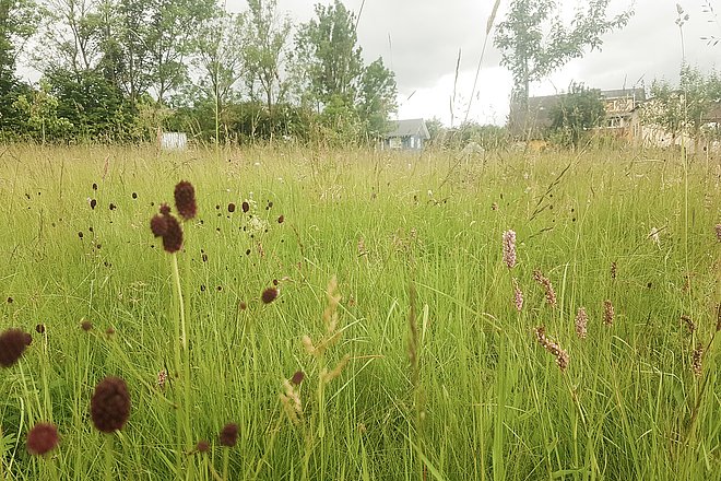 Blühende Wiese mit Obstbäumen