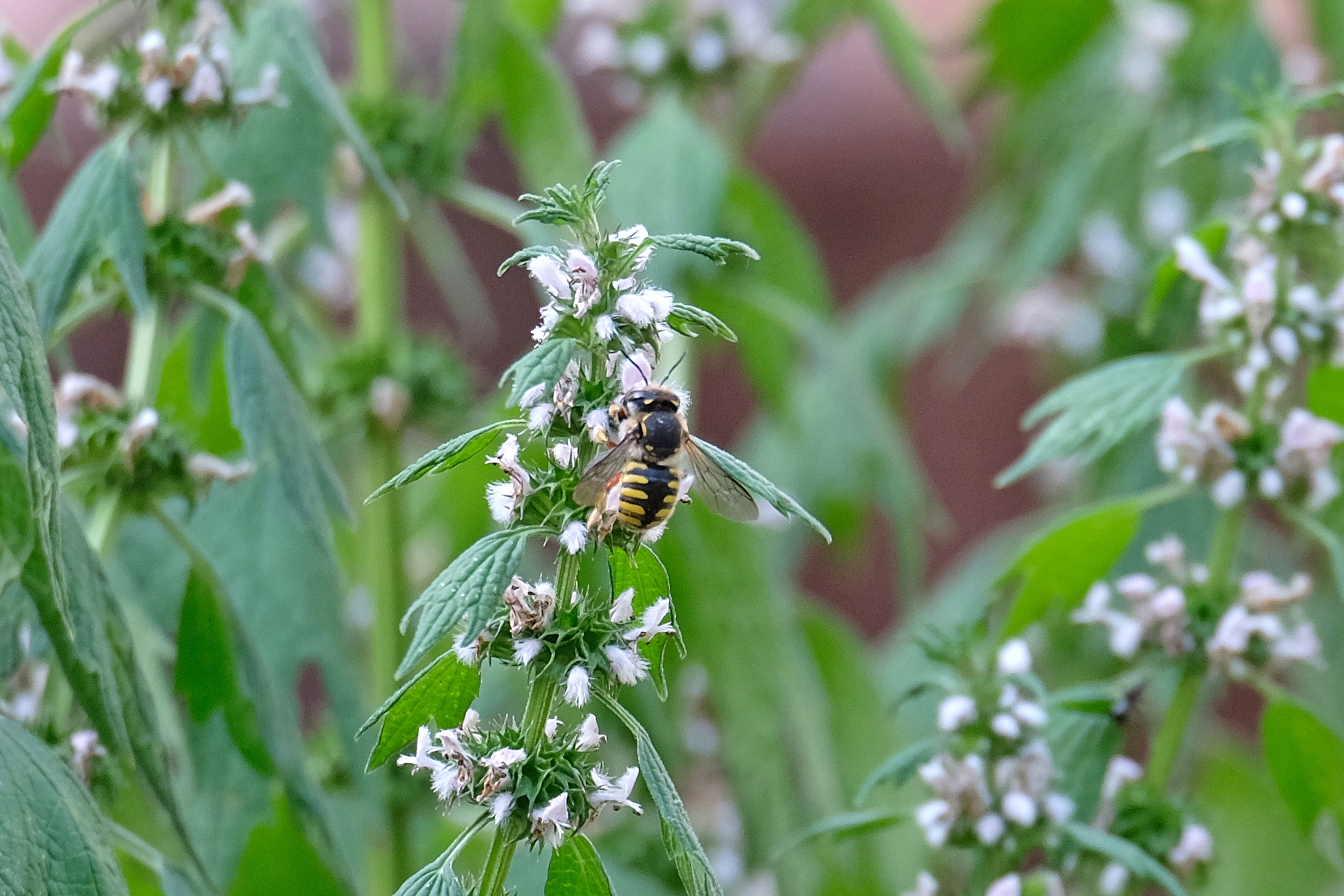 Garten-Wollbiene. Foto: M. Sommer