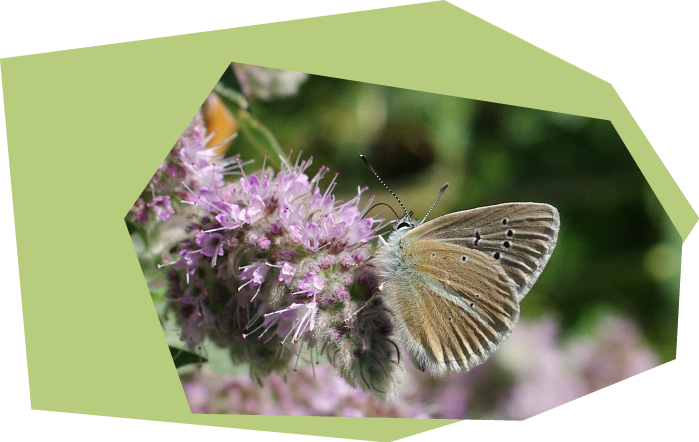 Bunte Blüten für Insekten Bunte Blüten für Insekten